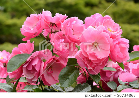 Pink Rose (Angela) Pink Rose (Angela) 56734865
