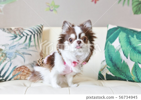 度假村般的吉娃娃 56734945