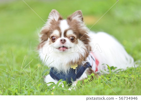 Chihuahua in the garden Chihuahua in the garden 56734946