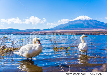Beautiful landscape of mountain fuji around yamanakako lake Beautiful landscape of mountain fuji around yamanakako lake 56735975