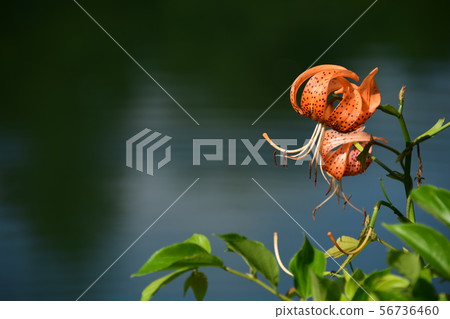 Koyori Yoshinobe Rice Terrace和Sawanoike Koyori Yoshinobe Rice Terrace和Sawanoike 56736460