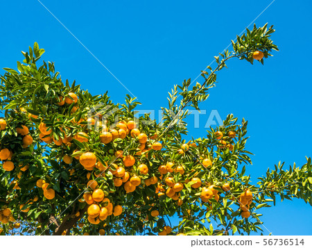 Wenzhou oranges 56736514