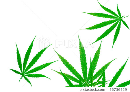 Cannabis plant. Cannabis sativa (Hemp) has CBD. 56736529