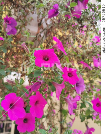 Beautiful pink flowers of Petunia (surfinia) 56736619