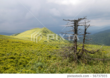 panorama of Bieszczady mountains in Poland panorama of Bieszczady mountains in Poland 56737935