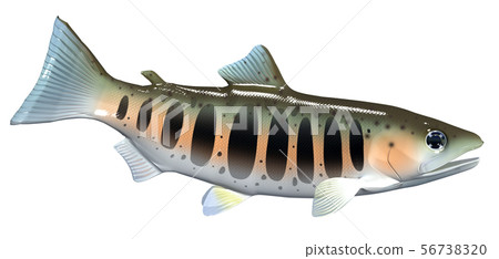 雌魚 雌魚 56738320