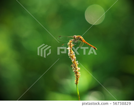 Akakane in the Yashimagahara Marshland in summer Akakane in the Yashimagahara Marshland in summer 56738829
