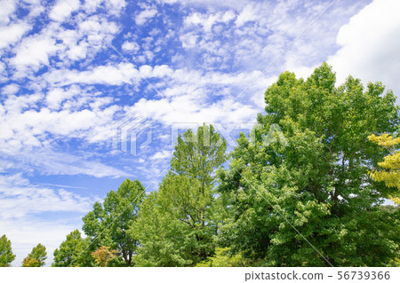 The blue sky of the plateau The blue sky of the plateau 56739366