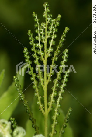 天然植物Kobayarabi，營養葉和孢子是不同的形狀。孢子附著有許多孢子囊 56739636