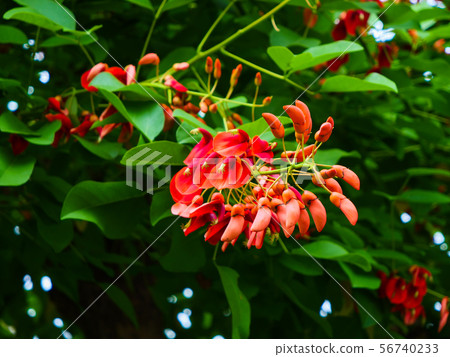 America Deico America Deico 56740233