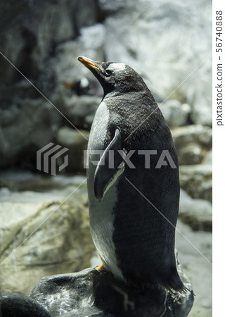 Crow Penguin 56740888