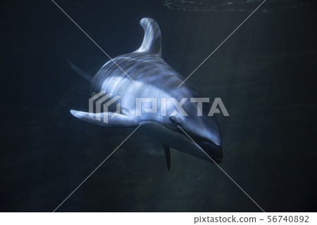 Bamboo dolphin 56740892