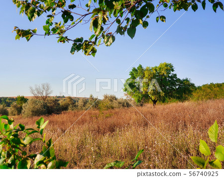 Autumn season landscape with a tree in a meadow of Autumn season landscape with a tree in a meadow of 56740925