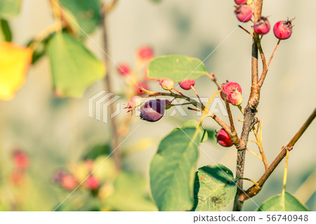 Shadberry during ripening Shadberry during ripening 56740948