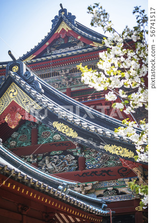 Sakura at Shizuoka Asama Shrine 56741517