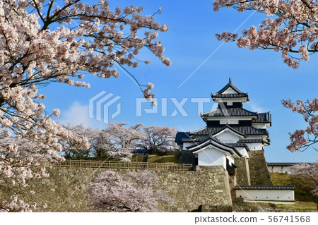 Sakura和Komine城堡（福島縣白川市） 56741568