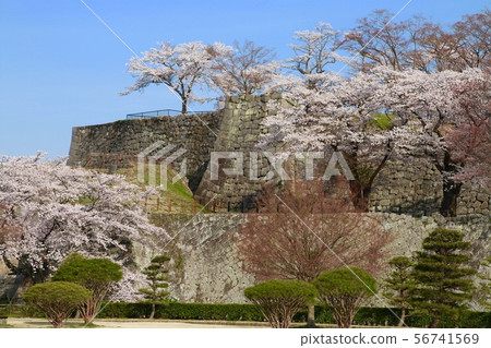 Sakura和Komine城堡(福島縣白川市) Sakura和Komine城堡(福島縣白川市) 56741569