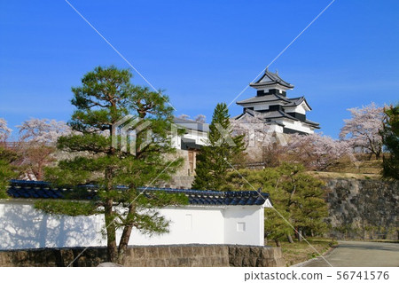 Sakura and Komine Castle (Shirakawa City, Fukushima Prefecture) Sakura and Komine Castle (Shirakawa City, Fukushima Prefecture) 56741576