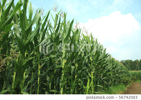 Dent Corn Moka City, Tochigi Prefecture 56742083