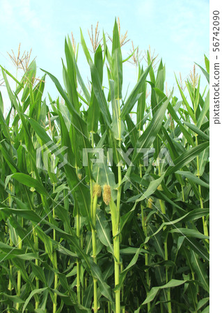 Dent Corn Moka City, Tochigi Prefecture Dent Corn Moka City, Tochigi Prefecture 56742090