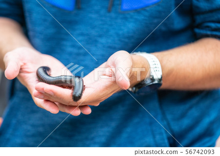 Giant African millipede, Archispirostreptus gigas on hand Giant African millipede, Archispirostreptus gigas on hand 56742093