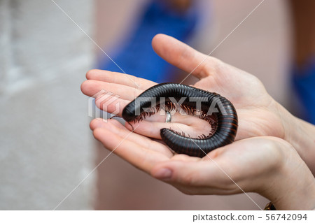 Giant African millipede, Archispirostreptus gigas on hand 56742094