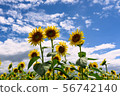 Sunflower in midsummer 56742140