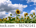 Sunflower field in midsummer 56742141