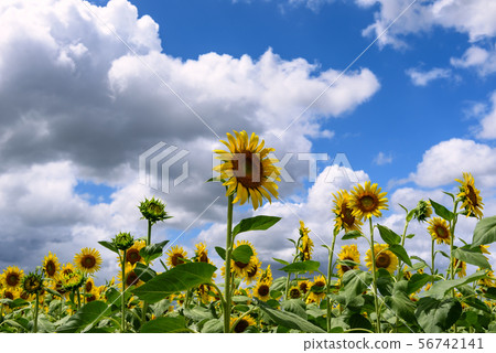Sunflower field in midsummer Sunflower field in midsummer 56742141