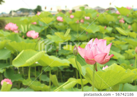 Lotus flower, Moka City, Tochigi Prefecture Lotus flower, Moka City, Tochigi Prefecture 56742186