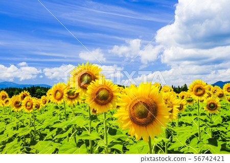 夏天向日葵2 56742421