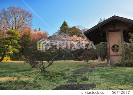 Cherry blossom and rest area Cherry blossom and rest area 56742657