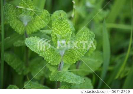 Mint Mint 56742769
