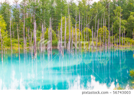 Aoiike Pond, Biei-cho, Hokkaido Aoiike Pond, Biei-cho, Hokkaido 56743003