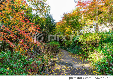 Hyuga Ojingu的做法 56743238