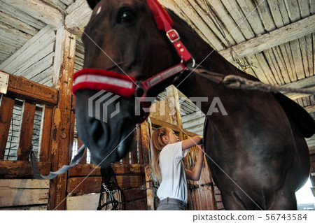 A teenage girl rider saddles a horse and puts a bridle on her. A teenage girl rider saddles a horse and puts a bridle on her. 56743584