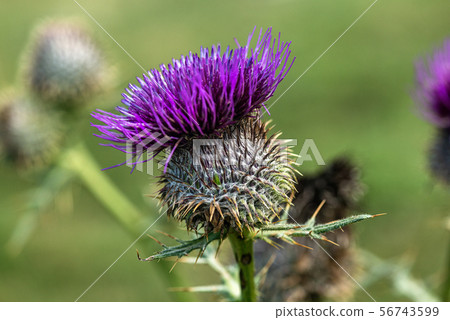 Purple flower of thistle - Monte Baldo Italy Purple flower of thistle - Monte Baldo Italy 56743599