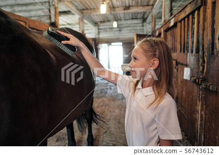A teenage girl rider washes and brushes a horse in stable. A teenage girl rider washes and brushes a horse in stable. 56743612