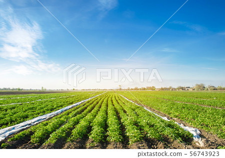 Potato plantations are growing on the field  56743923