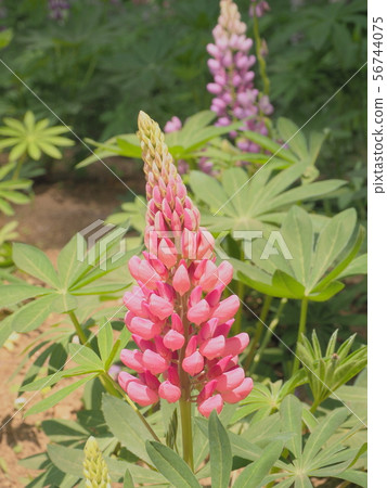 Lupine Lupine 56744075