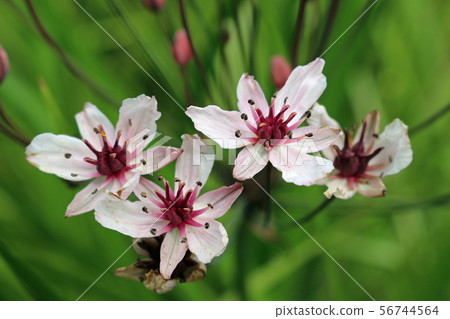 Flowering rush flowers in close up 56744564