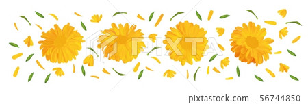 Set marigold flower with green leaf. 3D realistic calendula in motion isolated on white background Set marigold flower with green leaf. 3D realistic calendula in motion isolated on white background 56744850