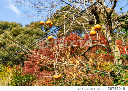 Autumn leaves and camellia of Hyuga Ojingu approach Autumn leaves and camellia of Hyuga Ojingu approach 56745046
