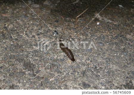 Gengorou larvae that rise to land for emergence Gengorou larvae that rise to land for emergence 56745609