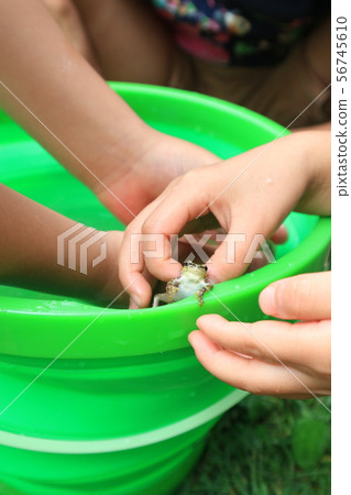 I caught a frog 56745610
