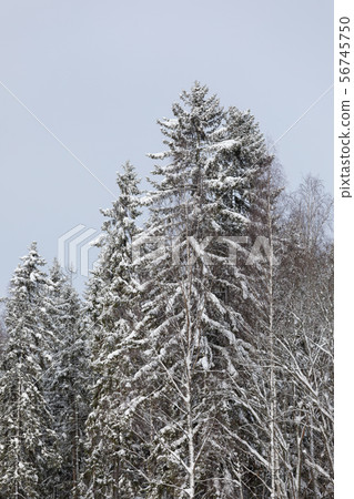 Calm cloudy winter day and treetops covered in snow 56745750