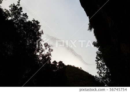 Bats flying in Gunung Mulu national park 56745754
