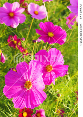 Autumn (Cosmos) 56746628
