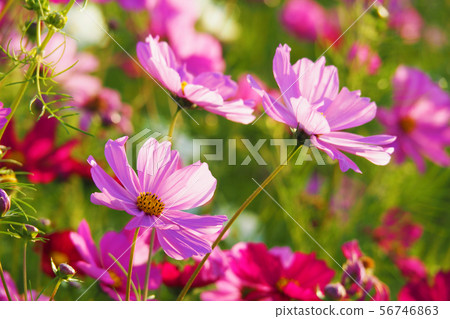 Autumn (Cosmos) Autumn (Cosmos) 56746863