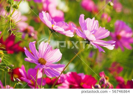 Autumn (Cosmos) Autumn (Cosmos) 56746864